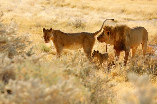 Lev pustinný (Panthera leo) African lion, Etosha National Park, Namibia