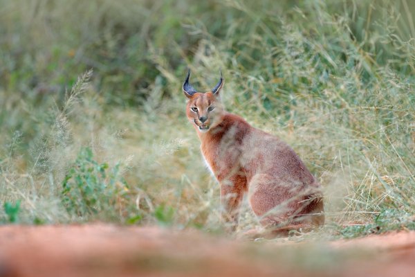 Karakal (Caracal caracal) Caracal, Tshukudu Game Reserve, South Africa