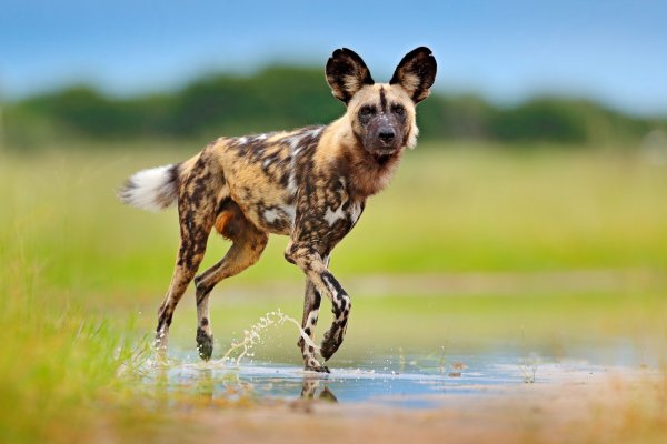 Pes hyenovitý (Lycaon pictus) African wild dog, Moremi GR, Okavango, Botswana