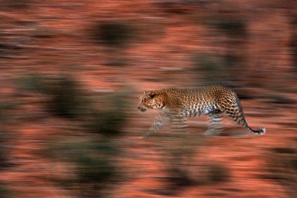 Levhart skvrnitý (Panthera pardus) African leopard, Kgalagadi Transfrontier Park, Botswana