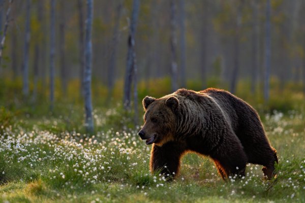 Brown bear (Ursus arctos) medvěd hnědý, Kuhmo, Finland