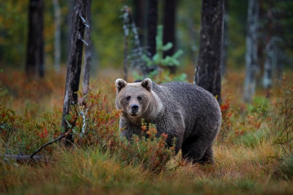 Brown bear (Ursus arctos) medvěd hnědý, Kuhmo, Finland