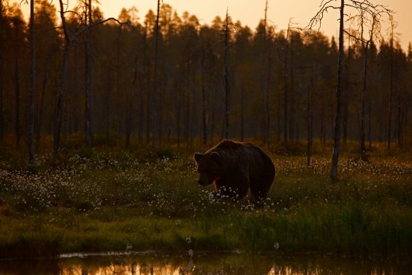 Brown bear (Ursus arctos) medvěd hnědý, Kuhmo, Finland