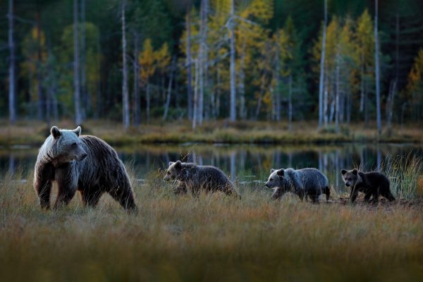 Brown bear (Ursus arctos) medvěd hnědý, Kuhmo, Finland