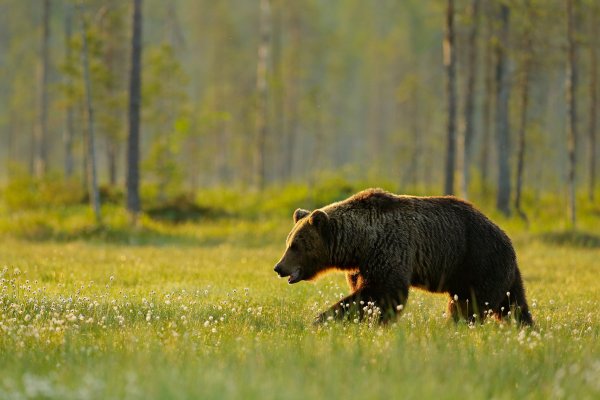 Brown bear (Ursus arctos) medvěd hnědý, Kuhmo, Finland