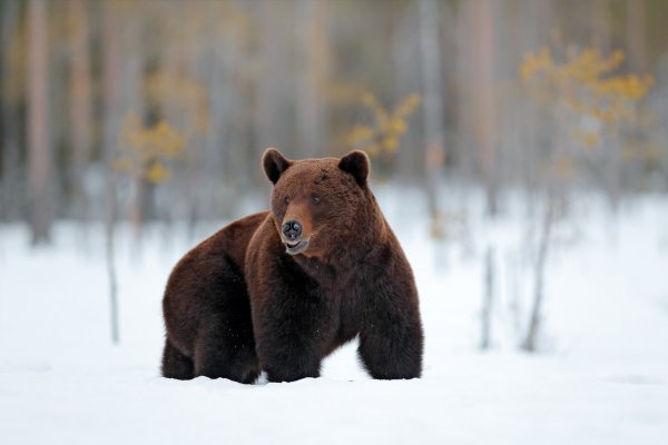 Brown bear (Ursus arctos) medvěd hnědý, Kuhmo, Finland