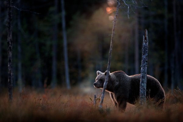 Brown bear (Ursus arctos) medvěd hnědý, Kuhmo, Finland