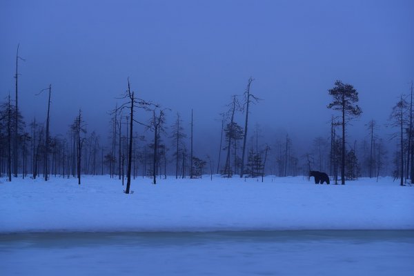 Brown bear (Ursus arctos) medvěd hnědý, Kuhmo, Finland