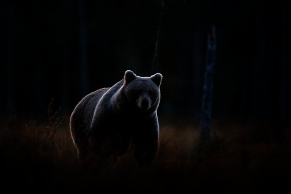 Brown bear (Ursus arctos) medvěd hnědý, Kuhmo, Finland