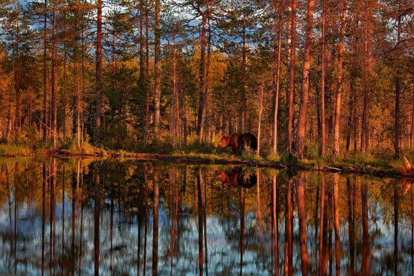 Brown bear (Ursus arctos) medvěd hnědý, Kuhmo, Finland