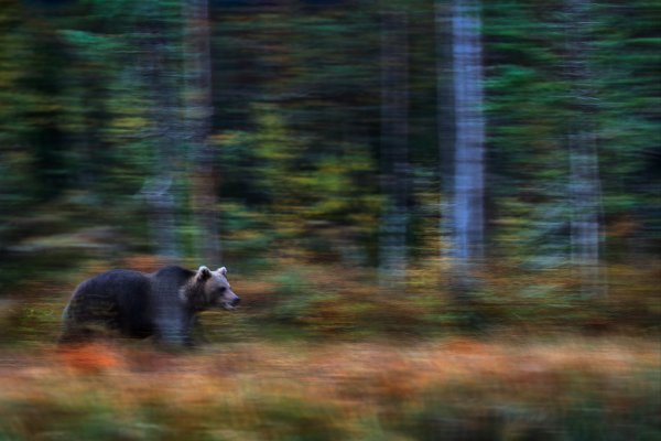 Brown bear (Ursus arctos) medvěd hnědý, Kuhmo, Finland