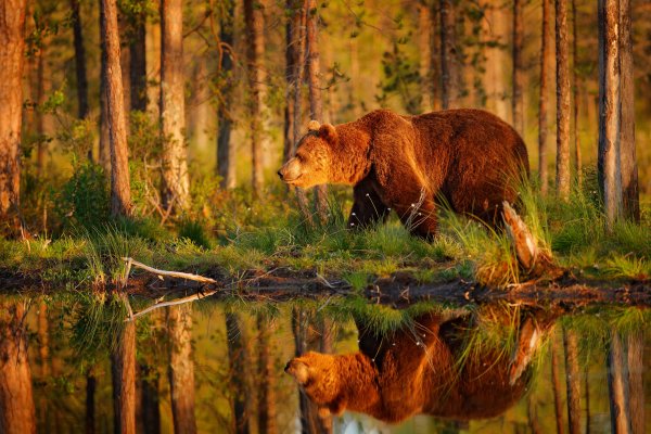 Brown bear (Ursus arctos) medvěd hnědý, Kuhmo, Finland