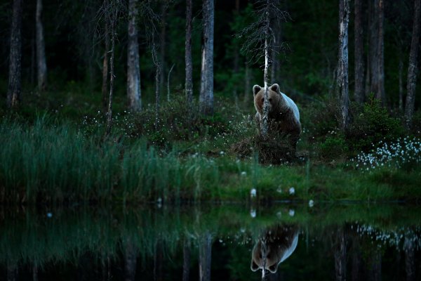 Brown bear (Ursus arctos) medvěd hnědý, Kuhmo, Finland