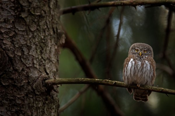 Eurasian pygmy owl (Glaucidium passerinum) kulíšek nejmenší, Brdy, Czech Republic