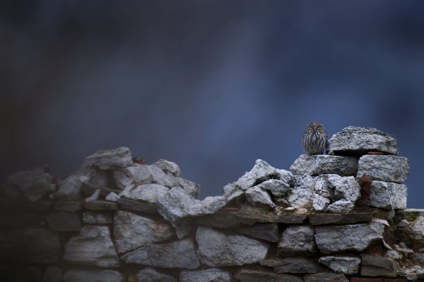 Little Owl (Athene noctua) sýček obecný, Eastern Rhodopes, Bulgaria