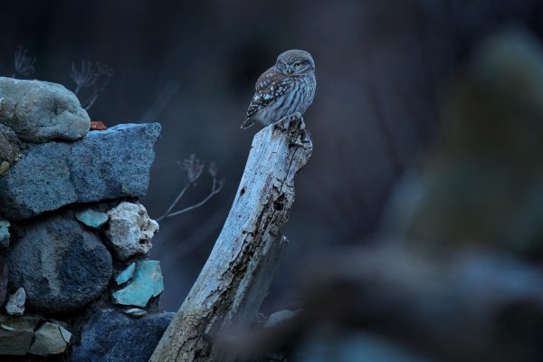 Little Owl (Athene noctua) sýček obecný, Eastern Rhodopes, Bulgaria
