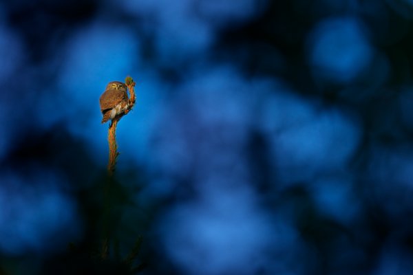 Eurasian pygmy owl (Glaucidium passerinum) kulíšek nejmenší, Prachaticko, Šumava, Czech Republic