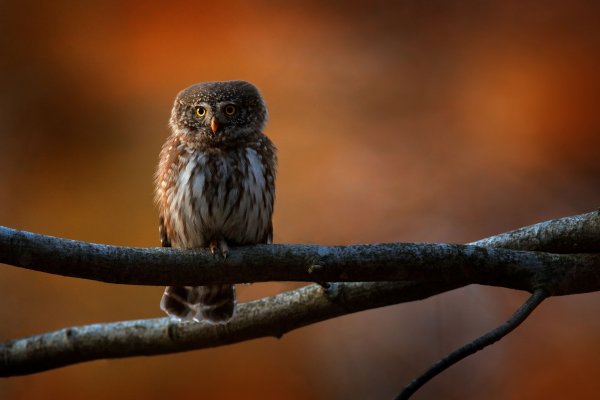 Eurasian pygmy owl (Glaucidium passerinum) kulíšek nejmenší, Brdy, Czech Republic