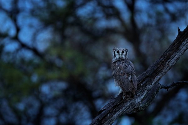 Verreaux's eagle-owl (Bubo lacteus) výr bělavý, Okavango delta, Botswana