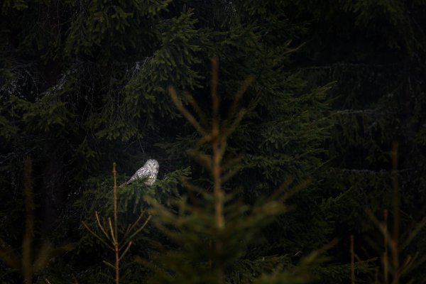 Ural owl (Strix uralensis) puštík bělavý, Prachaticko, NP Šumava, Czech Republic