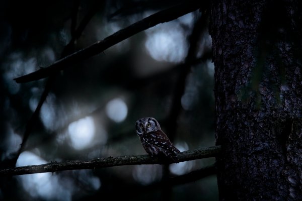 Boreal owl (Aegolius funereus) sýc rousný, CHKO Brdy, Czech Republic