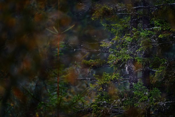 Ural owl (Strix uralensis) puštík bělavý, Prachaticko, NP Šumava, Czech Republic