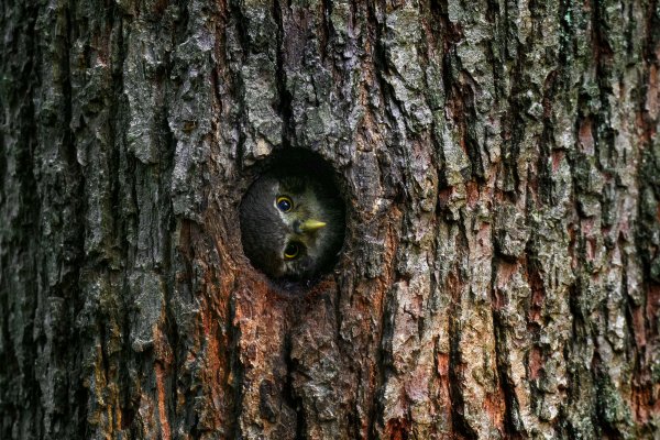 Eurasian pygmy owl (Glaucidium passerinum) kulíšek nejmenší, CHKO Brdy, Czech Republic