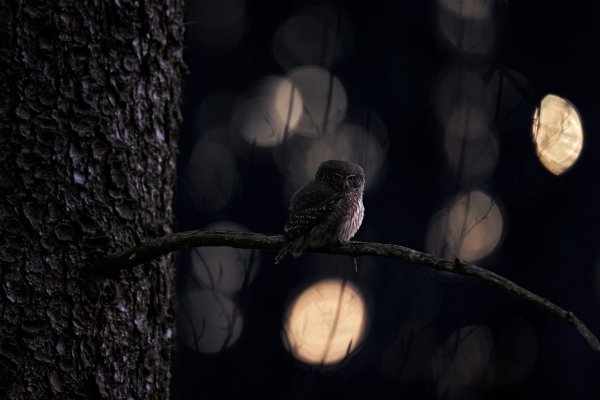 Eurasian pygmy owl (Glaucidium passerinum) kulíšek nejmenší, CHKO Brdy, Czech Republic