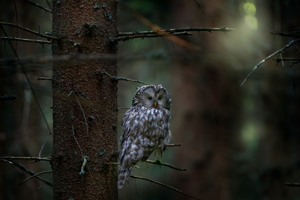 Ural owl (Strix uralensis) puštík bělavý, Prachaticko, NP Šumava, Czech Republic