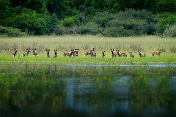 Pes hyenovitý (Lycaon pictus) African wild dog, Moremi GR, Okavango, Botswana