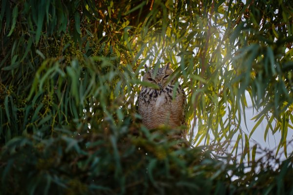 Výr bledý (Bubo ascalaphus) Pharaoh eagle-owl, Shaumari Wildife Reserve, Jordan