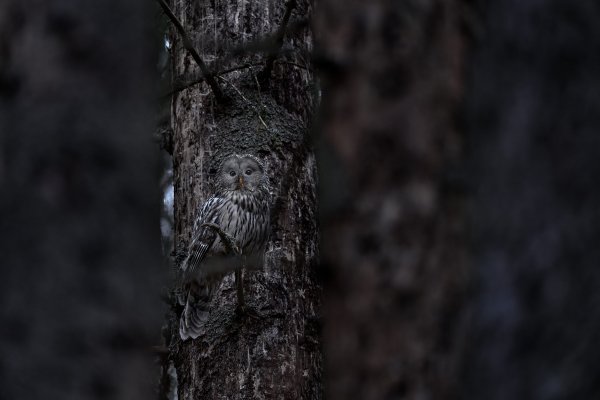 Ural owl (Strix uralensis) puštík bělavý, Prachaticko, NP Šumava, Czech Republic