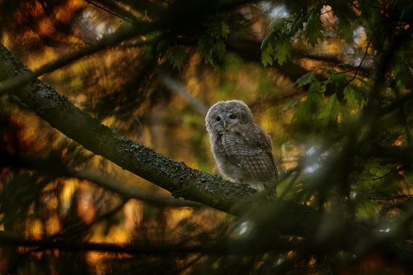 Puštík obecný (Strix aluco) Tawny owl, Čerčany, Czech Republic