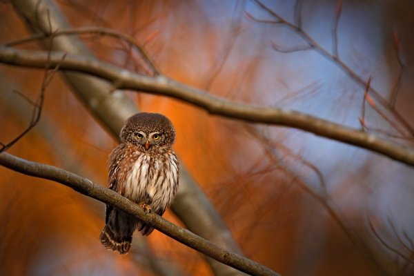 Eurasian pygmy owl (Glaucidium passerinum) kulíšek nejmenší, CHKO Brdy, Czech Republic