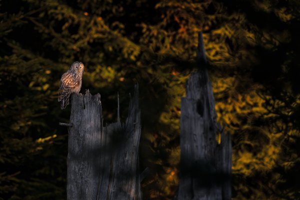 Ural owl (Strix uralensis) puštík bělavý, Prachaticko, NP Šumava, Czech Republic