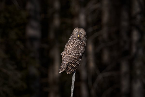 Ural owl (Strix uralensis) puštík bělavý, Prachaticko, NP Šumava, Czech Republic