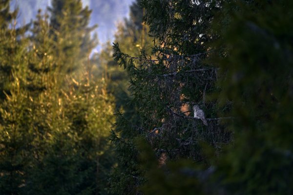Ural owl (Strix uralensis) puštík bělavý, Prachaticko, NP Šumava, Czech Republic