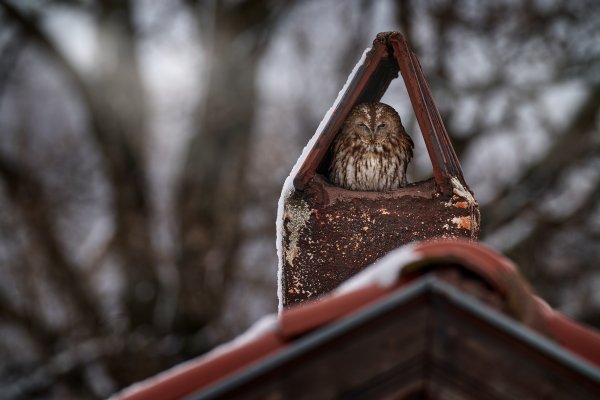 Puštík obecný (Strix aluco) Tawny owl, Eastern Rhodopes, Bulgaria