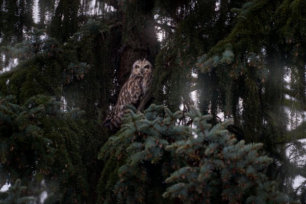 Short-eared Owl (Asio flammeus sanfordi) kalous pustovka, Slaný, Czech Republic