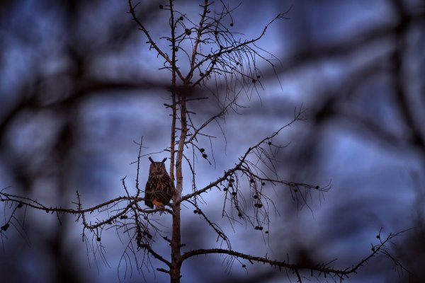 Eurasian Eagle owl (Bubo bubo) výr velký, NP Podyjí, Czech Republic