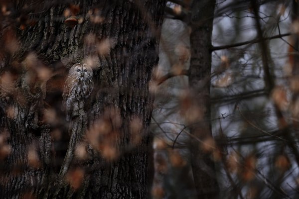 Puštík obecný (Strix aluco) Tawny owl, Praha, Czech Republic
