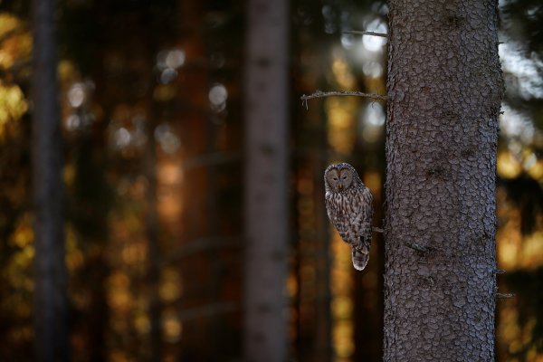 Ural owl (Strix uralensis) puštík bělavý, Prachaticko, NP Šumava, Czech Republic