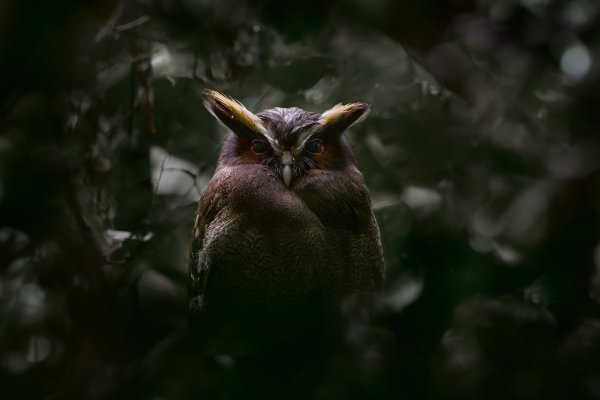Crested Owl (Lophostrix cristata) výřík ušatý, Braulio Carrillo NP, Costa Rica