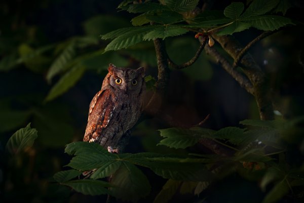 Scops Owl (Otus scops) výreček malý, Brandýs nad Labem, Czech Republic