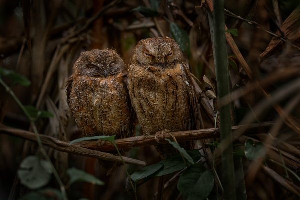 Torotoroka scops owl (Otus madagascariensis), výreček madagaskarský, Andasibe-Mantadia NP, Madagascar