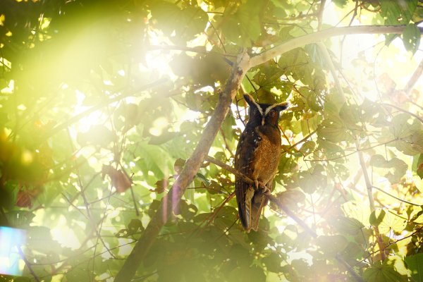 Crested Owl (Lophostrix cristata) výřík ušatý, Braulio Carrillo NP, Costa Rica