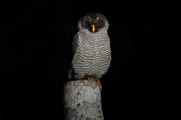 Black and white owl (Strix nigrolineata), puštík černobílý Boca Tapada, Costa Rica