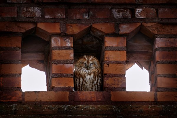 Tawny owl (Strix aluco) puštík obecný, Białowieża, Poland