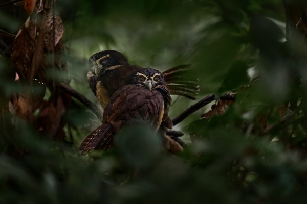 Spectacled Owl (Pulsastrix perspicillata) puštík brýlatý, Braulio Carrillo NP, Costa Rica