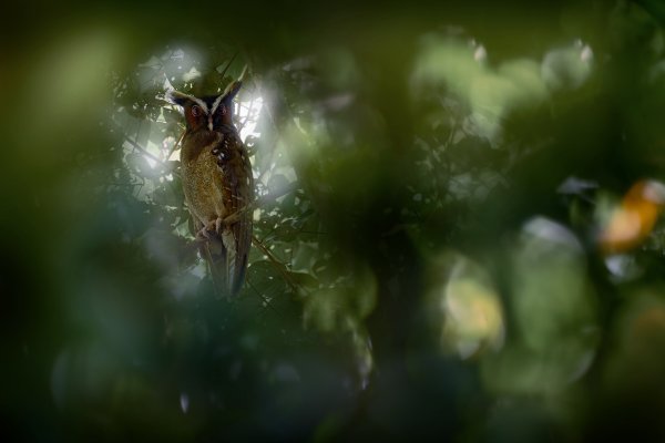 Crested Owl (Lophostrix cristata) výřík ušatý, Braulio Carrillo NP, Costa Rica